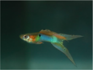 Endler Guppy