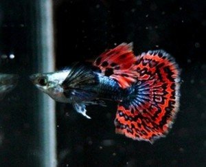Guppy Halfmoon Red Mosaic