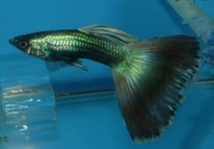 Guppy