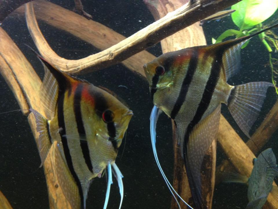 Maanvis Vissen Aquarium