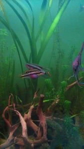 Pelvicachromis pulcher