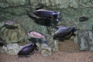 Copadichromis virginalis Firecrest