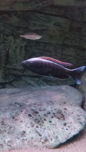 Copadichromis virginalis Firecrest rode man