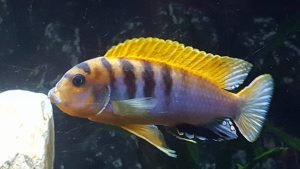 Labidochromis Hongi