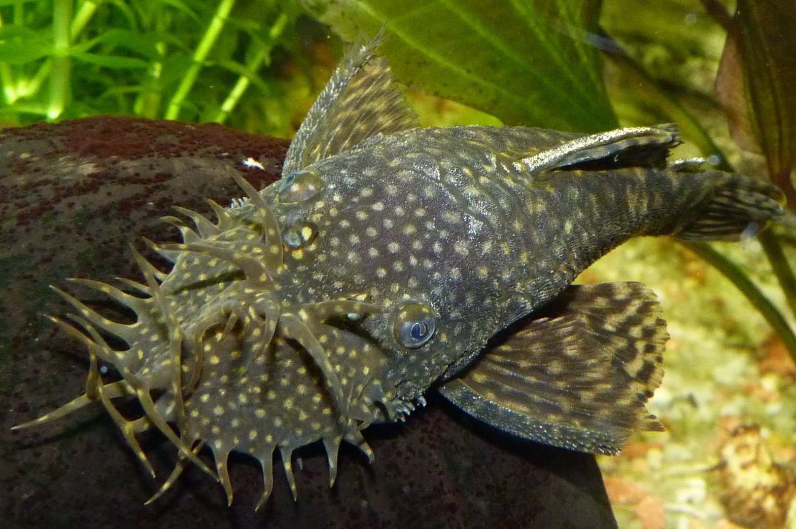 ancistrus-hoplogenys-vissen-aquarium